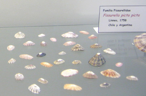 Fissurella picta picta 02, grosses
                          Gruppenfoto