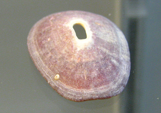 Fissurella pulchra, primer plano
                                  01