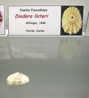 Diodora listeri