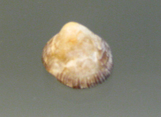 Siphonaria pectinata, primer plano