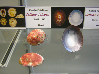 Cellana talcosa