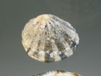 Cellana tramoserica, primer plano