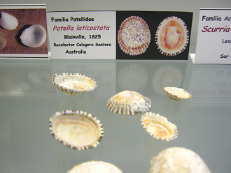 Patella laticostata