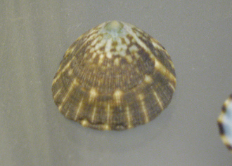 Acmaea scutum, primer plano 01