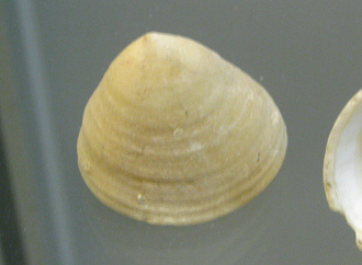 Scurria scurra, primer plano 02