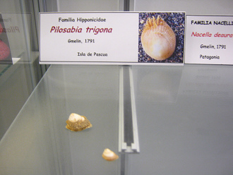 Pilosabia trigona