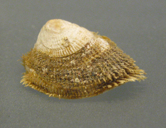 Pilosabia trigona, primer plano