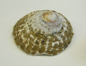 Trochita trochiformis, primer plano