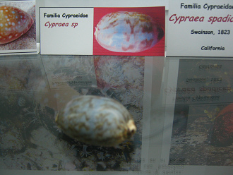 Cypraea