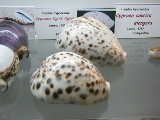 Cypraea tigris tigris, Totale