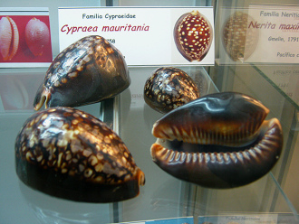 Cypraea mauritania, Totale