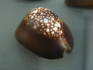 Cypraea caputserpentis, primer plano 01