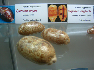 Cypraea argus