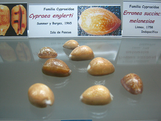 Cypraea englerti