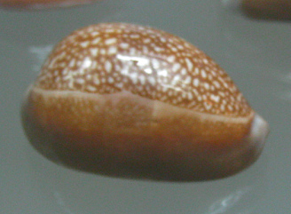 Cypraea englerti, primer plano
                                  02