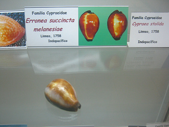 Erronea succincta melanesiae