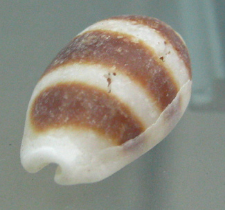 Cypraea asellus, primer plano 02