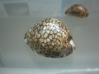Cypraea histrio, primer plano 01