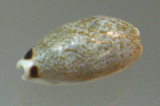 Cypraea quadrimaculata, primer
                                  plano 02