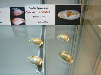 Cypraea errones