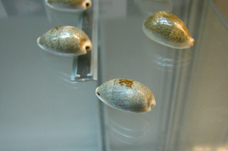 Cypraea errones, primer plano 01,
                                  grupo