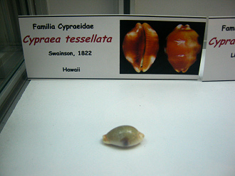 Cypraea tessellata