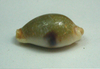 Cypraea tessellata, primer plano
