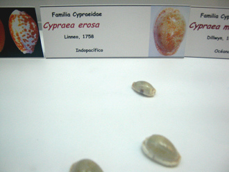 Cypraea erosa