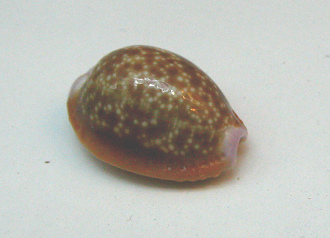 Cypraea helvola, primer plano