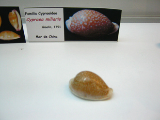 Cypraea miliaris