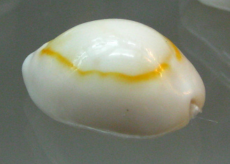 Cypraea annulus, primer plano