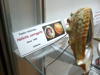 Haliotis corrugata