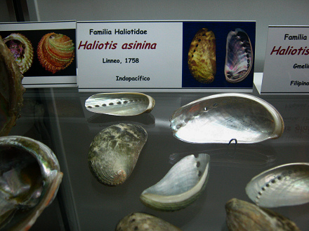 Haliotis asinina
