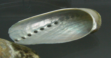 Haliotis asinina, primer plano
                                  02