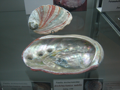 Haliotis sp, primer plano 01