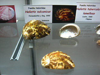 Haliotis vulcanicus, vista total