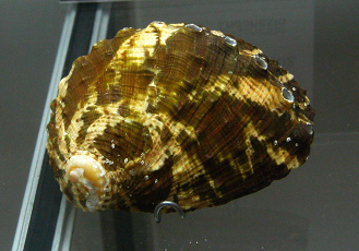 Haliotis vulcanicus, primer plano 01