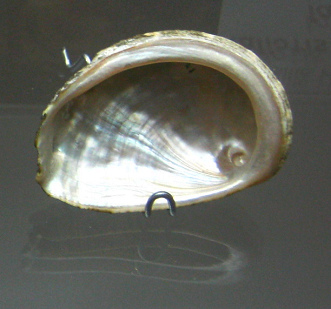 Haliotis vulcanicus, primer plano 02