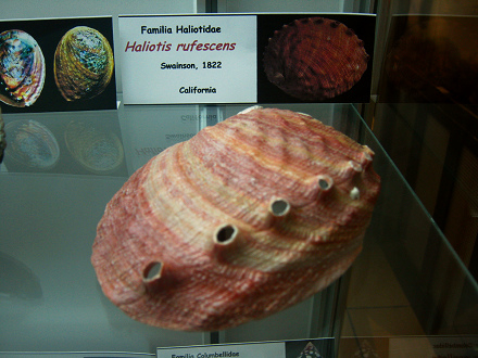 Haliotis rufescens
