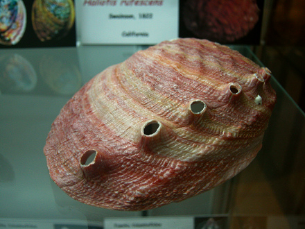 Haliotis rufescens, primer plano