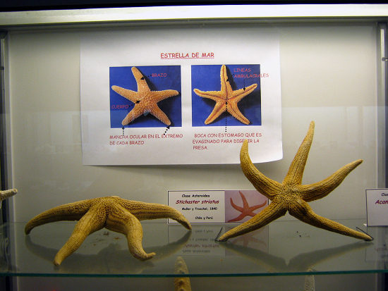 Stichaster
striatus Stichaster striatus