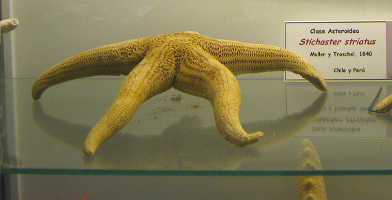 Stichaster striatus, Nahaufnahme 01 Stichaster striatus, Nahaufnahme 01