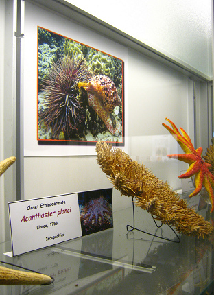 Acanthaster planci, placa Acanthaster planci, placa