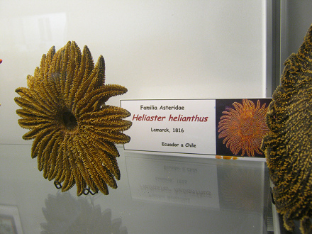 Heliaster helianthus, placa Heliaster helianthus, placa