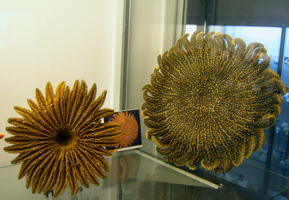 Heliaster
helianthus Heliaster helianthus