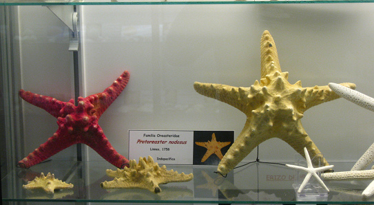 Protoreaster
nodosus Protoreaster nodosus