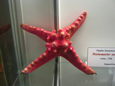 Protoreaster nodosus, Nahaufnahme 01 Protoreaster nodosus, Nahaufnahme 01