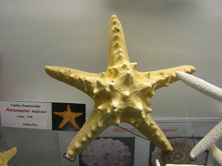 Protoreaster nodosus, Nahaufnahme 02 Protoreaster nodosus, Nahaufnahme 02