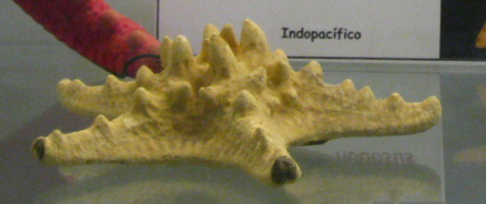 Protoreaster nodosus, Nahaufnahme 03 Protoreaster nodosus, Nahaufnahme 03