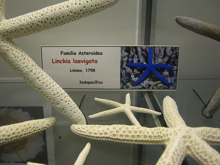 Linckia
laevigata, placa Linckia laevigata, placa